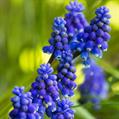 grape hyacinth